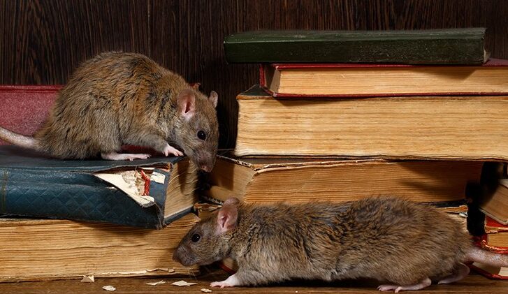 How to Get Rid of Rats Outside – 3 Methods