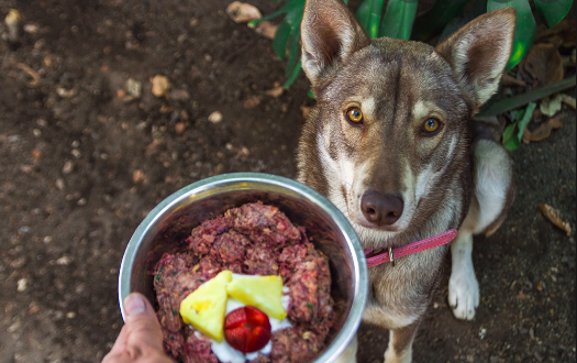 What Are the Roles of Different Raw Dog Food Ingredients?