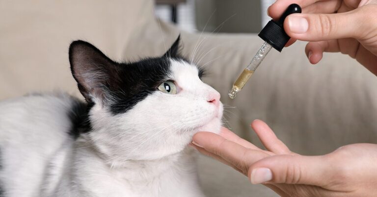 Does CBD Oil Help Cats? Benefits & Risks to Know