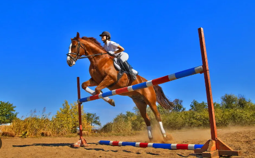 Horse Jump Cups – Which Type is Right for Your Riding Style?