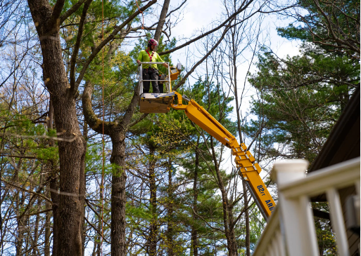 Safely Removing Trees: Expert Tree Removal Services Explained